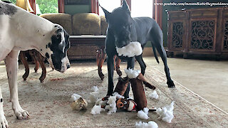 Great Dane Shows How To Destuff and Desqueak A Dog Toy ~ Home Schooling