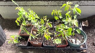 Cleaning pots, organizing, and upsizing. Daily life on the tree farm!