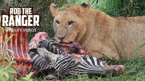 Lions with Cubs Eating A Zebra | Lake Nakuru | Zebra Plains On Tour