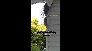 Baby Raccoon Struggles to Climb, Impatient Momma Grabs Him