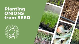 Planting ONIONS from Seed