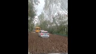 Ducks swarm vehicles.