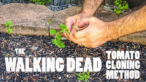 "The Walking Dead" tomato cloning method