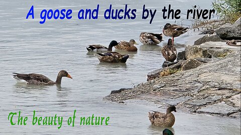 A beautiful goose and a family of ducks by a river / Very beautiful water birds in the water.