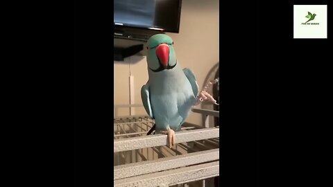 Funny Parrots Videos Compilation Cute Moment of the Animals