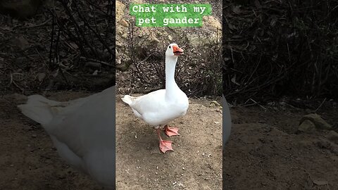 Chat with my pet gander. Geese are smart.