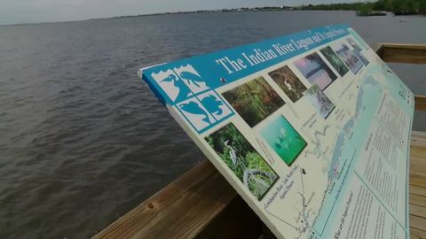 Specks of green algae found at Indian River Lagoon