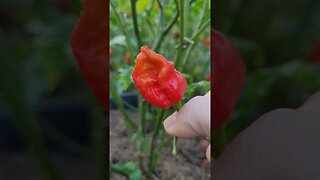 HOT Peppers