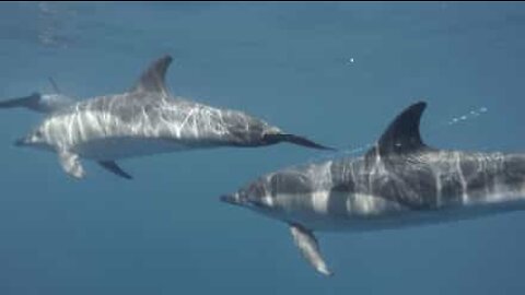 Golfinhos cantam debaixo de água