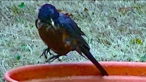 IECV NV #134 - 👀 American Robin Taking A Bath Sparrows Chased Off 🐦🐥 1-23-2016