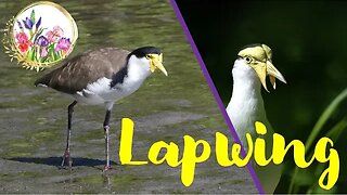 ELEGANT Lapwing Birds