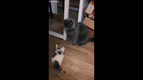 Cute Cats - Funny Cats _ Cat Videos Compilation _Funny Pets And Funny Dogs _Full-HD