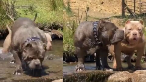 The Beast American Bully 😠#Dogs | cutest overloaded |