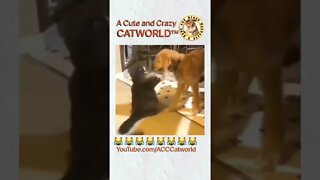 Can You Keep From Laughing? Cat Gets Tired of Dog & THIS HAPPENED! (#208) | Funny Cat Videos #Shorts
