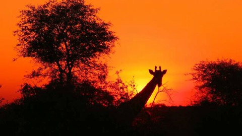 Giraffes display breath taking silhouettes in front of golden sunset