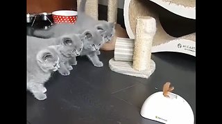 Kittens Cautiously Approach Toy Together