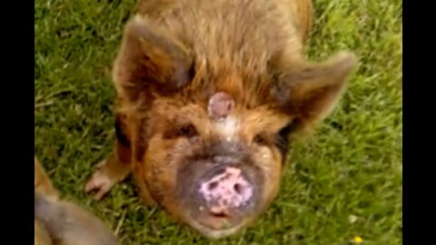 Silly Pig! Kune Kune Pig Treat Lands On Her Forehead