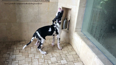 Great Dane Puppy Loves To Play In The Shower