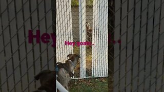 Dog vs goats # dogs #funnyvideo #goats #shorts