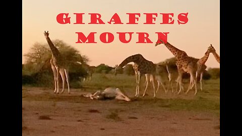 GIRAFFES MOURN