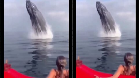 Humpback whale jumps and surprises paddlers on the beach in Brazil
