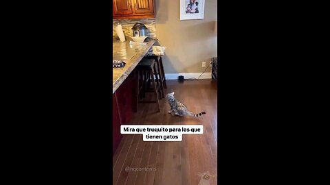 tinfoil vs cats