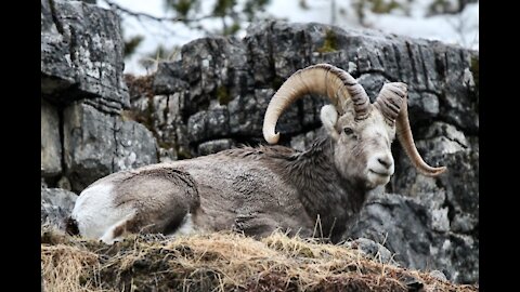 Thinhorn sheep on shoulder of rd.