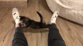 Kitten shows off its supple skills