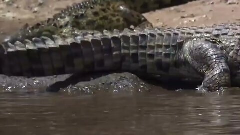 Crocodile is King Swamp! Two Male Lion Protect Yourself From Crocodile In River-2