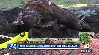 Wet weather brings more concerns after tree falls in Balboa Park