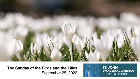 The Sunday of the Birds and the Lilies - September 25, 2022