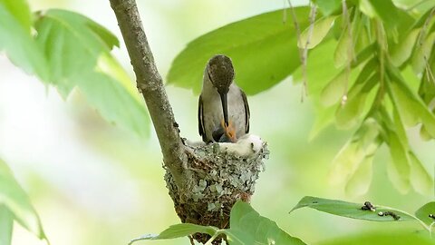 Mama Hummingbird Feeding Babies, Sony A1/Sony Alpha1, 4k