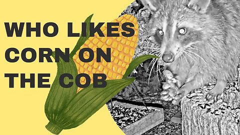 Do any of the night critters like corn on the cob? Let's find out!