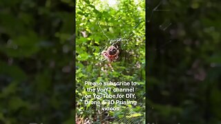 North Carolina Arboretum - Butterfly in slow motion and spider feasting on a bee🐝 🕷️🦋