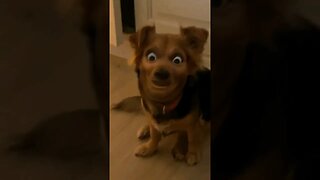 Ohhh nooo 😭 #sillyfunnyvideos #funnypets #funnyanimals #dogs