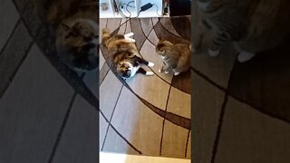 Cat Play Fight - Cat Fight