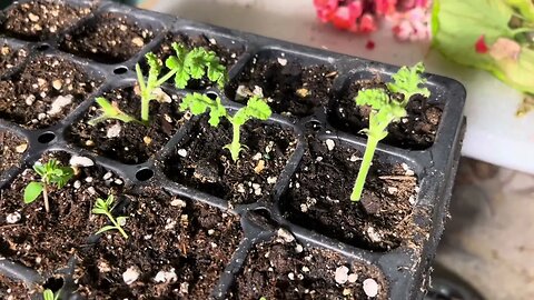 Taking scented geranium cuttings