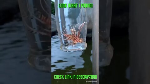 Look What I Found In A Bottle! Amazing ! #Shorts #YoutubeShorts #ExtremeSports #Lionfish #Lion Fish