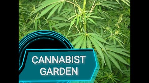 AWESOME CANNABIS GARDEN