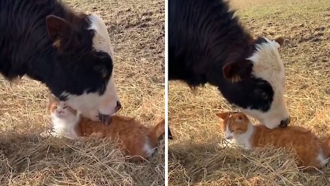 Incredibly Close Friendship Between Cat And Cow