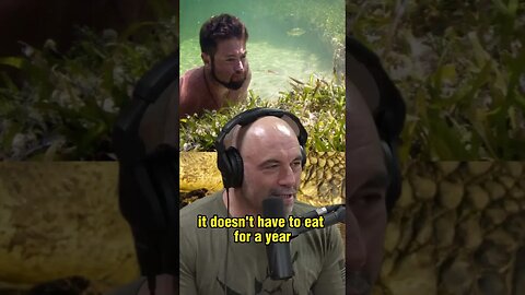 The Unbelievable Survival Skills of the Caiman - Joe Rogan Experience with Forrest Galante