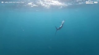 Ce plongeur filme un requin saisissant une proie facile