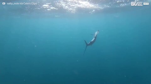 Ce plongeur filme un requin saisissant une proie facile
