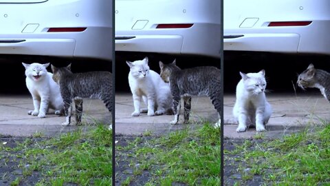 Two real cat fighting with my family.