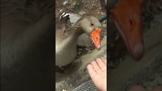 Feeding the geese