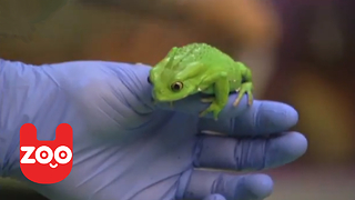 Animal Check-Up At London Zoo