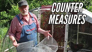 Chicken Tractor Under Constant Attack | After 24 Gone It's Time For Additional Fortification