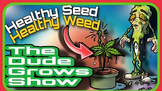 Nurturing Green Beginnings: Essential Tips Cannabis Seedlings - The Dude Grows Show 1,495