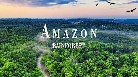 Amazon Jungle | Amazon Rainforest | Nature Documentary | Amazon Rainforest Stock Video Footage
