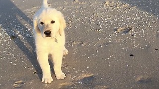 Cute golden Retriever Puppies first time swimming at the beach